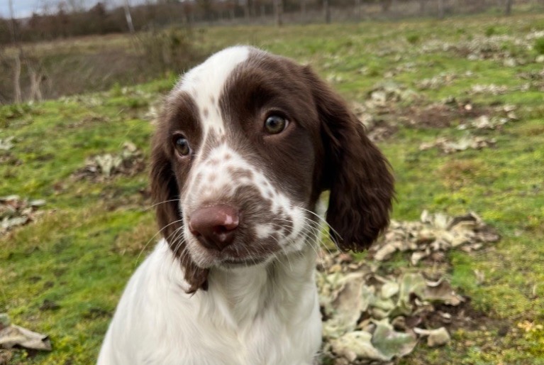 Disappearance alert Dog  Female , 2 years Allouis France